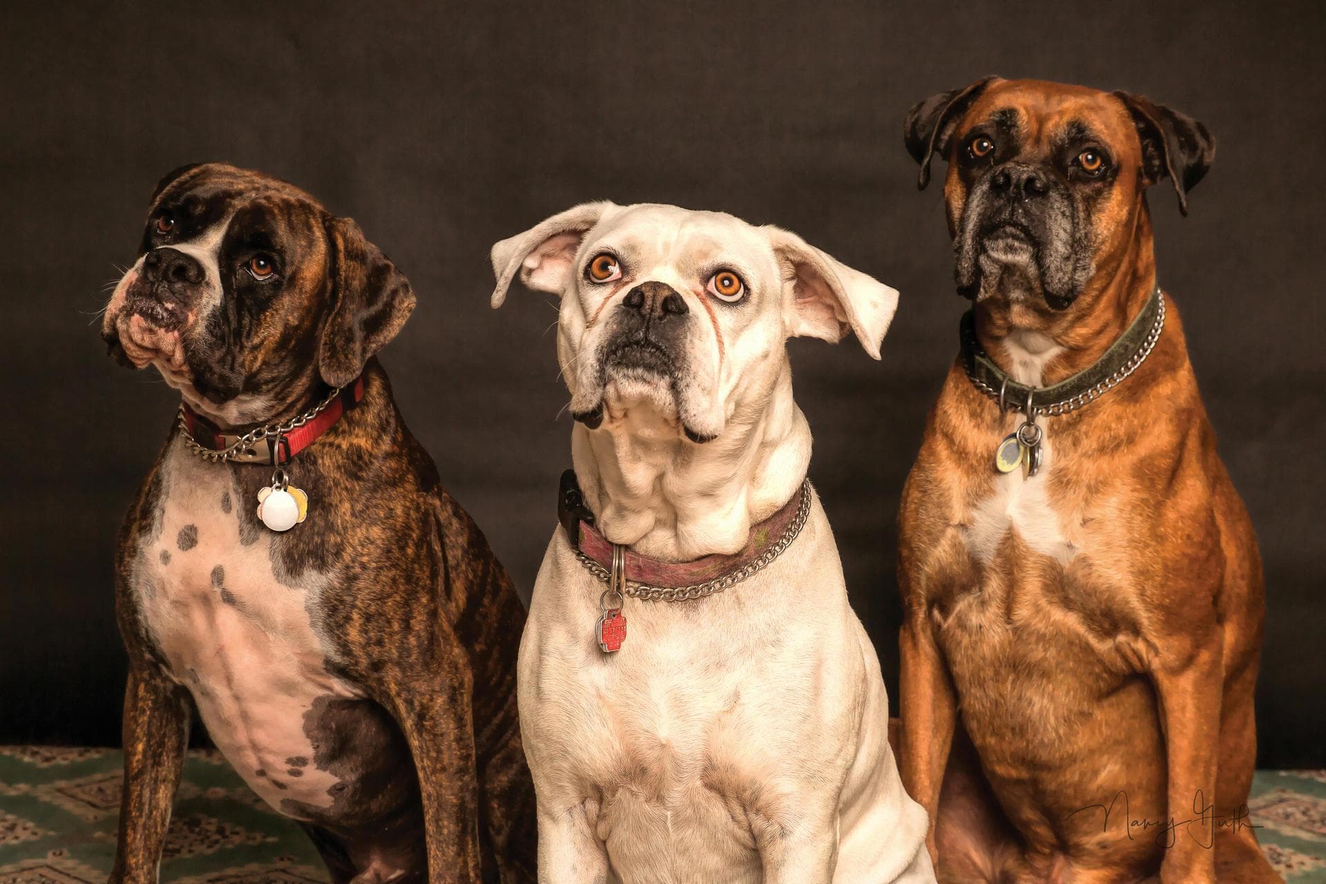 Dog & Cat Vets in Pueblo